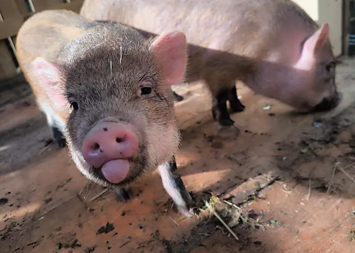 U Konc Alojamento de Turismo Selvagem *